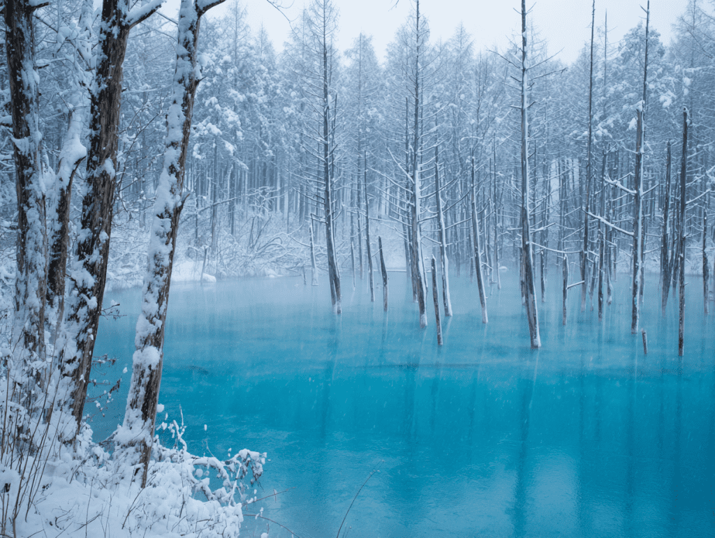 2. 추천 버스투어 코스 B (후라노 포함)