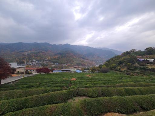 정금차밭