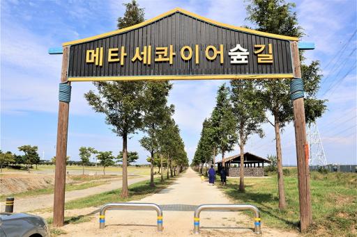 대부도메타세콰이어길