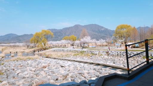 덕풍천벚꽃길