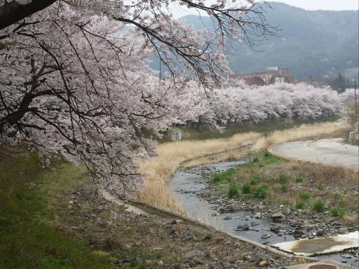 수안보벚꽃길