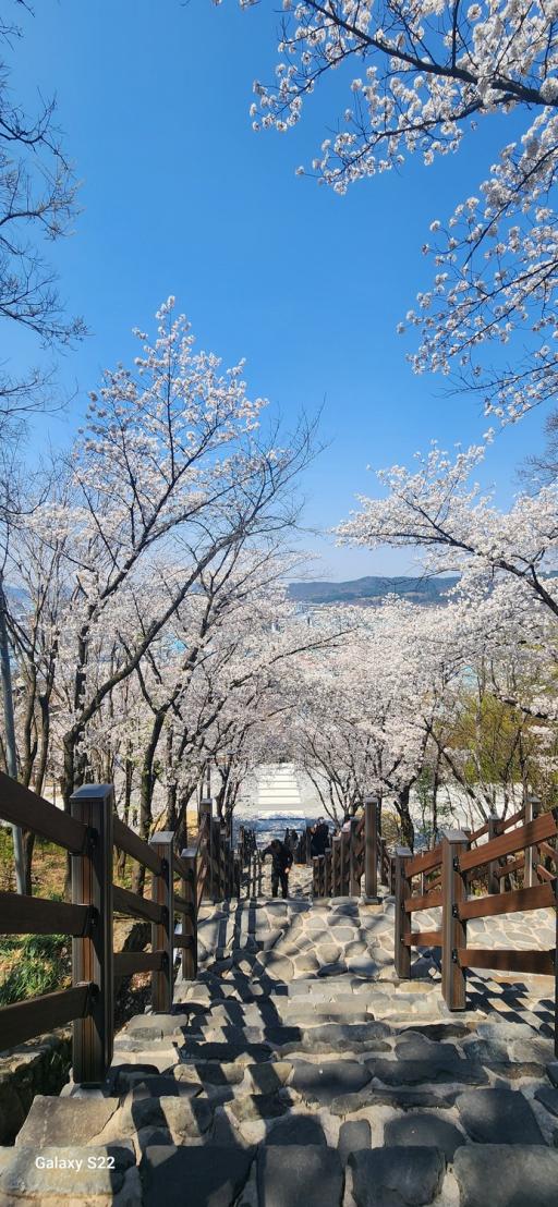침산공원 벚꽃계단