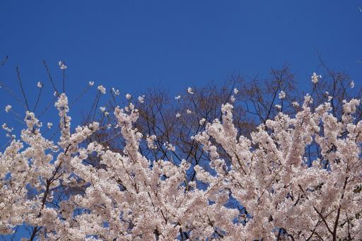 좌광천벚꽃길