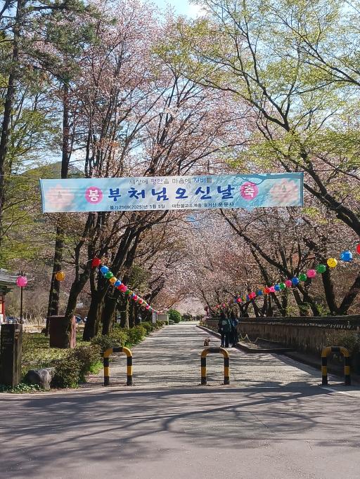 영천댐벚꽃백리길