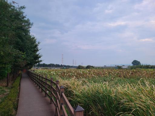 반야월연꽃단지