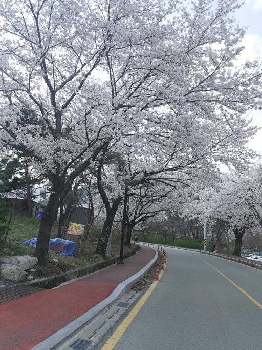 동학사벚꽃길