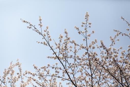 제황산공원벚꽃길
