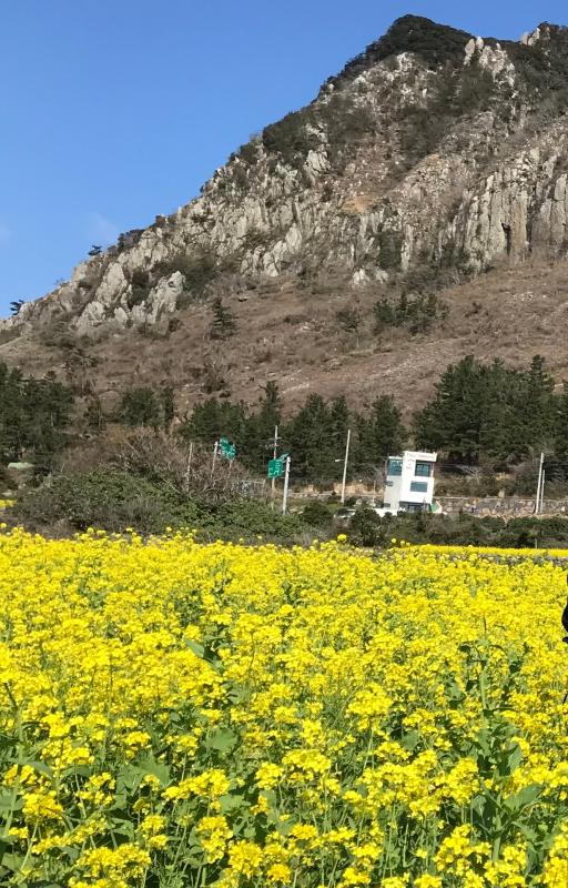 932. 산방산유채포토존