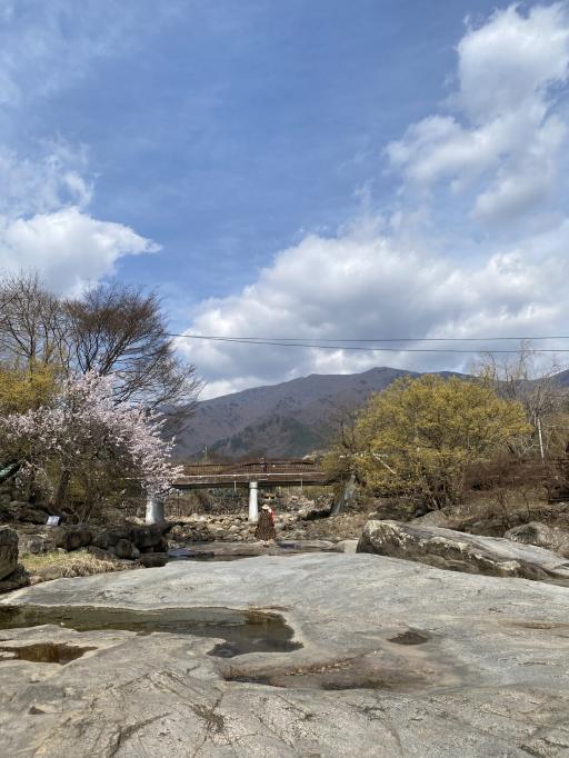 반곡마을산수유군락지