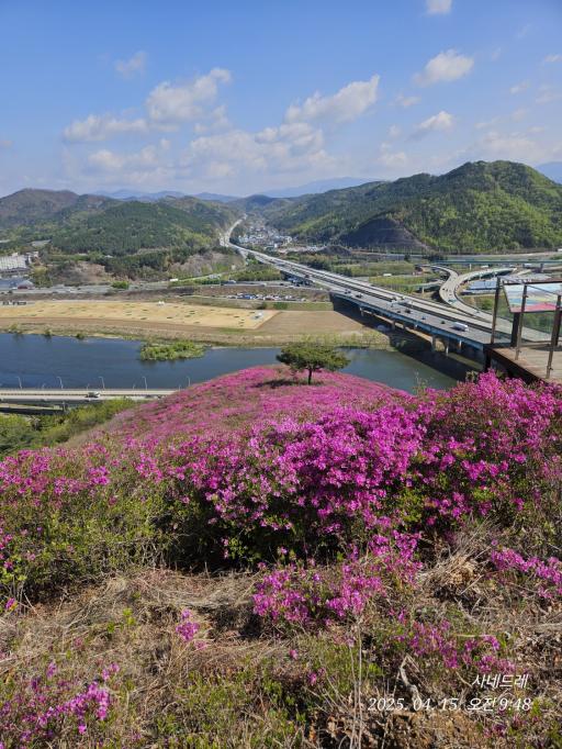 와룡산진달래군락지