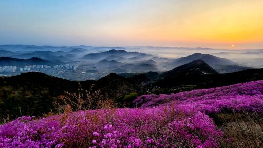 천주산진달래군락지
