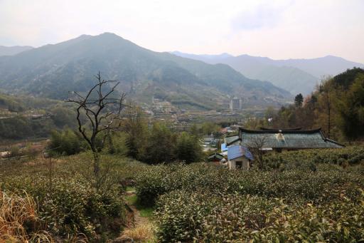 녹차체험마을제다체험장