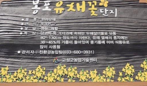 봉포유채꽃단지