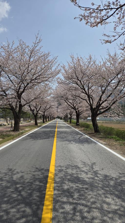 남평강변로벚꽃길