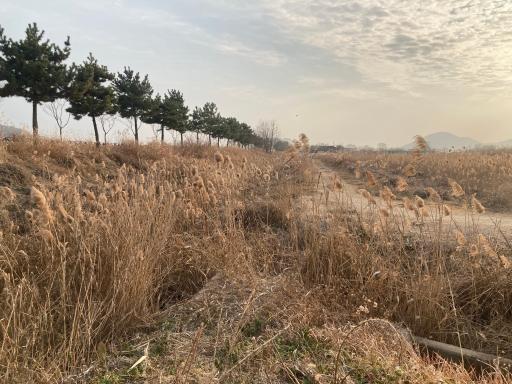 순천만습지 갈대군락지