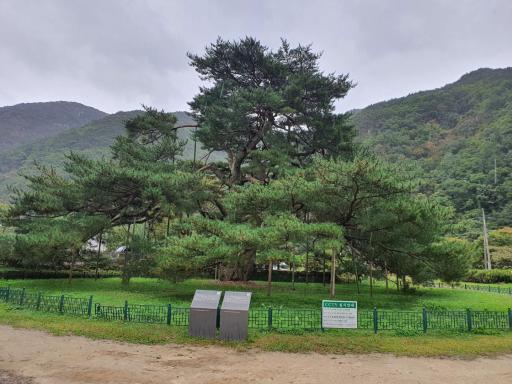 속리서원리의소나무