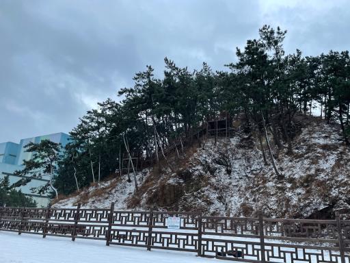 마량리동백나무숲