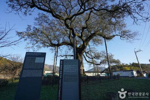 함안칠북면의회화나무