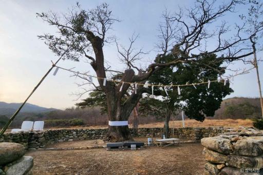 삼척궁촌리음나무