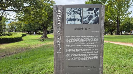 광양유당공원이팝나무