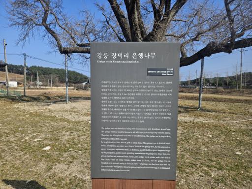 주문진장덕리은행나무