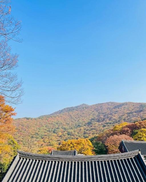 고흥금탑사의비자나무숲