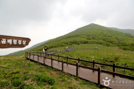 곰배령(산림청_진동리구간)