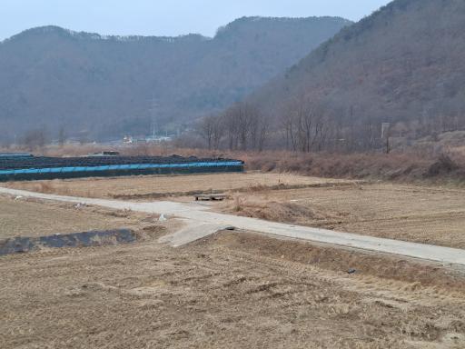 원정리느티나무