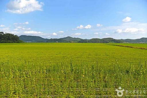 고천암철새도래지