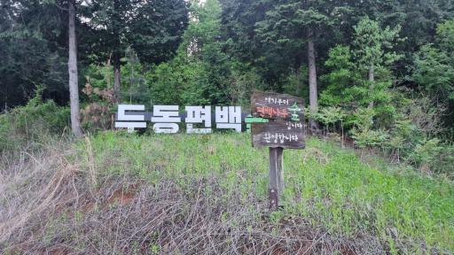 편백나무숲