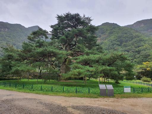 보은서원리소나무