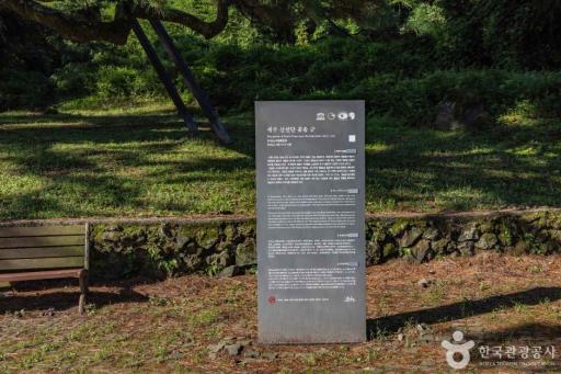 산천단 제주시곰솔
