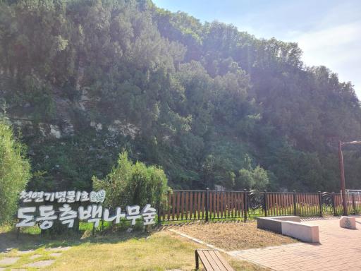 대구도동측백나무숲