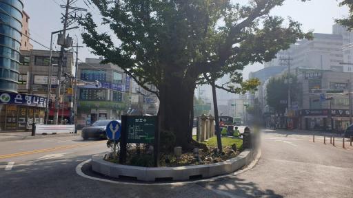 은행나무