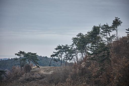 상석리백로서식지