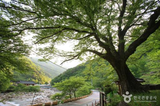 하동범왕리푸조나무