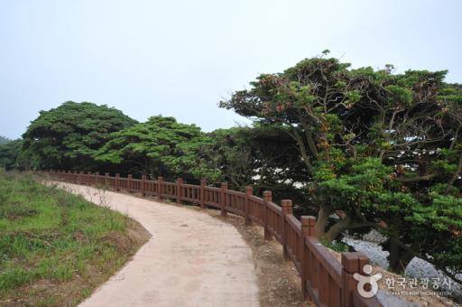 부안격포리후박나무군락