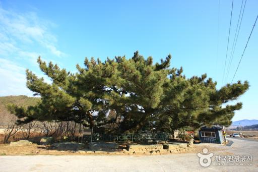 장흥옥당리효자송
