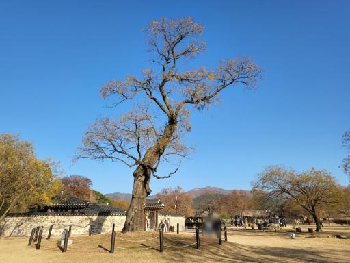 934. 서산해미읍성회화나무