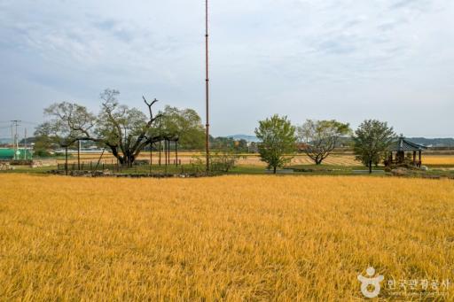 예천금남리황목근