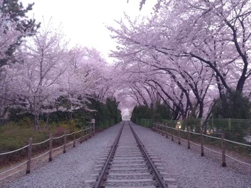 경화역벚꽃길