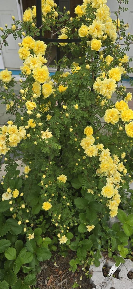 별난수목원