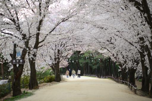 안동벚꽃길