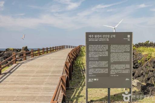 월령선인장군락지