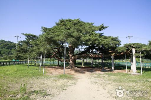 석송령