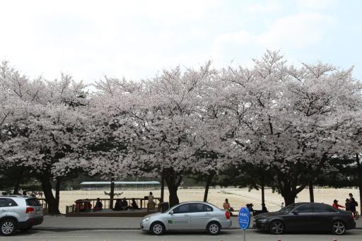 렛츠런파크서울벚꽃길