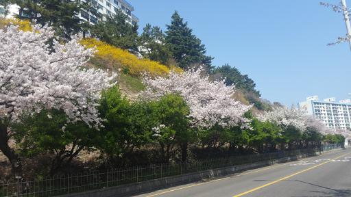 남천동벚꽃거리