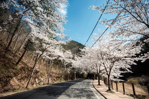 대원사벚꽃길