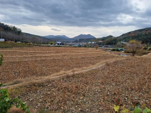철마연꽃단지