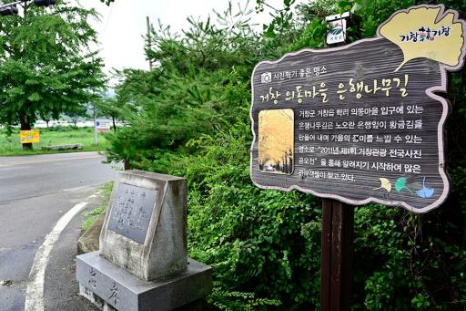 거창은행나무길